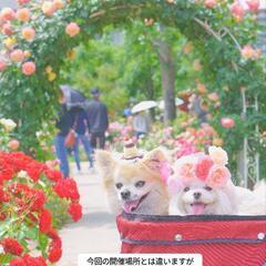 わんDAYモデル犬ちゃん体験をローズガーデンで🌹 − 滋賀県