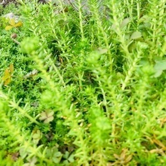 多肉植物　セダム
