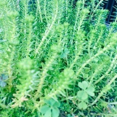 多肉植物　セダム
の画像