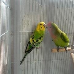 【お話中】セキセイインコ♀コザクラインコ♂