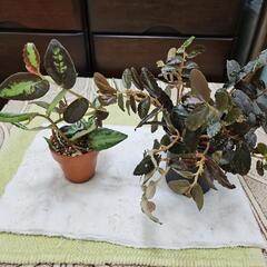 テラリウム.パルダリウム向き植物ペリオニア