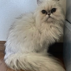 気品溢れるペルシャ猫の女の子　