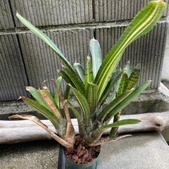 【お取引終了】ネオレゲリア【品種不明】