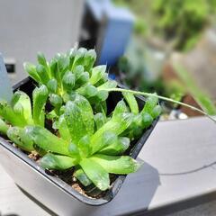 (お話し中）  ハオルチアオブツーサ 根付き 花が咲きました！ ジュエルプランツ。の画像