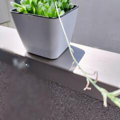 (お話し中）  ハオルチアオブツーサ 根付き 花が咲きました！ ジュエルプランツ。の画像