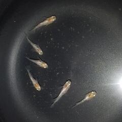 [残り1p ]ハーネスメダカ1p