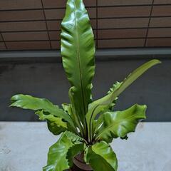 観葉植物　アスプレニウムアビス