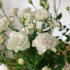値下げ！ガーデニング　マイクロミニ薔薇　白