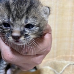 子猫の里親募集