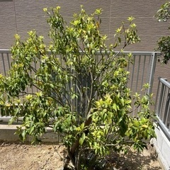 植木　庭木　1本お譲りします