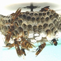 🐝蜂駆除お任せください🐝スズメバチ🐝アシナガバチ🐝 - 地元のお店