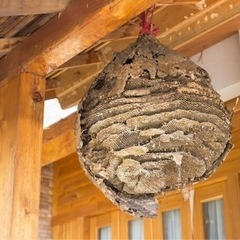 🐝蜂駆除お任せください🐝スズメバチ🐝アシナガバチ🐝 - 害虫/害獣駆除