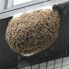 🐝蜂駆除お任せください🐝スズメバチ🐝アシナガバチ🐝 − 福岡県