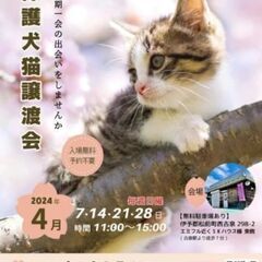 生後10ヶ月位　人が大好き、とっても甘えん坊な黒猫のみこと君【5月26日(日曜日)　🌟松前町🌟譲渡会🌟】 - 松山市