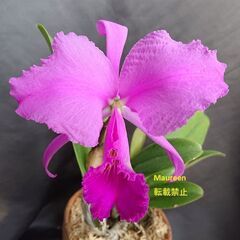 カトレア原種 C. trianaei 'Sangre de To...