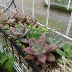多肉植物寄せ植え カット苗 名無し