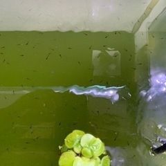 オロチメダカ稚魚　生後約1.5ヶ月　50匹　外飼い
