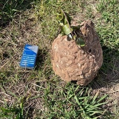 スズメバチ駆除　迅速に対応