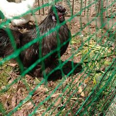 黒烏骨鶏の雄1羽、白烏骨鶏の雄1羽