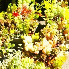 多肉植物　セダム等寄せ植え
