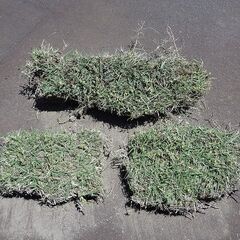 はぎ取った芝生の画像