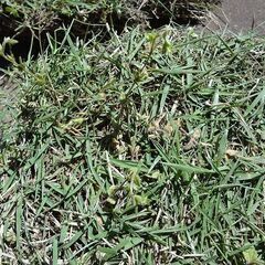 はぎ取った芝生の画像