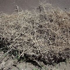 はぎ取った芝生の画像