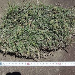 はぎ取った芝生の画像