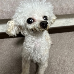 キャンセルの為再度募集します1.7kgの女の子ティーカッププードル - 犬