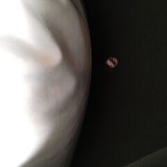 YOGIBO　ヨギボー　ミニ　ブラックの画像