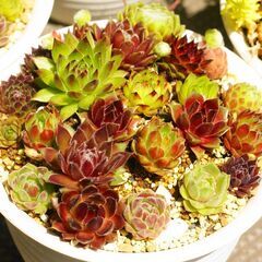 多肉植物　センペルビウム寄せ植え