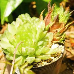 多肉植物　ハオルチア