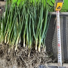 残り900本松本一本ネギ苗裸苗1本4円から
