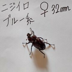 お値下げしました❗クワガタPart２🪵