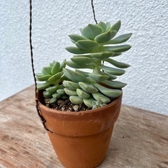 多肉植物　　エケベリア　スタードリーム
の画像