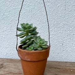 多肉植物　　エケベリア　スタードリーム
の画像