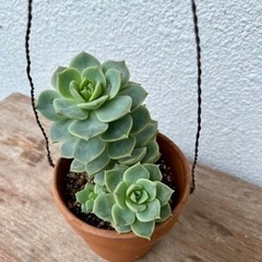 多肉植物　　エケベリア　スタードリーム
