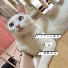 猫ちゃん達の里親様募集