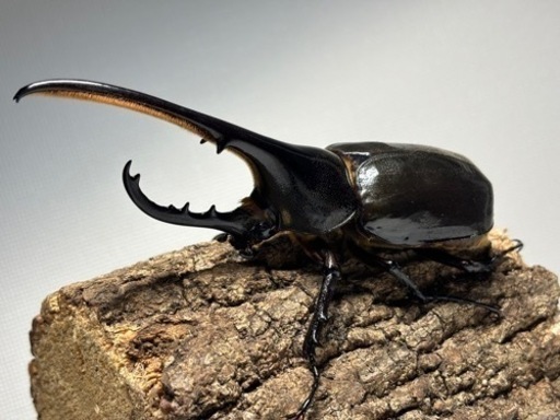 ヘラクレス新成虫　♂1♀2セット