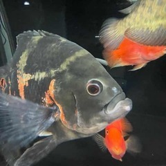 【熱帯魚】オスカーショート（20㎝）