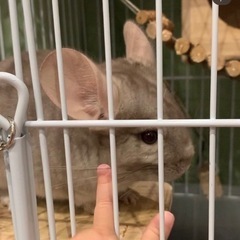 チンチラ（ネズミ）の里親募集