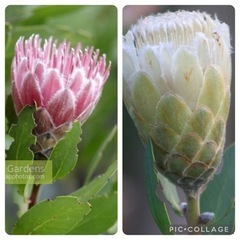 プロテア ムンディ 庭木 ガーデニング 鉢植え オージープランツ...