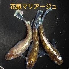 〆完売　花魁 マリアージュ メダカ 有精卵25個の画像