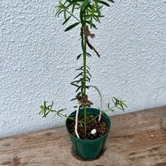 ウエストリンギアの苗
