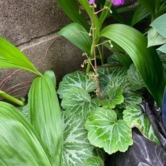 植物　ガーデニング　ユキノシタ