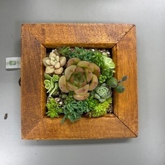 【5/5イベント】多肉植物　いろいろ