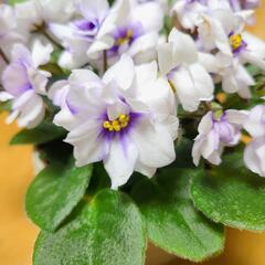 セントポーリア 3鉢の画像