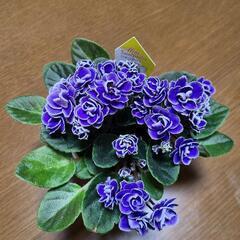 セントポーリア 3鉢の画像