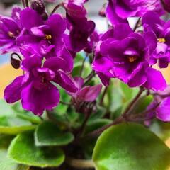 セントポーリア 3鉢の画像