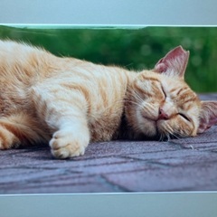猫の写真あげます
